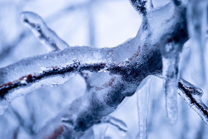 Closeup of ice-covered branches