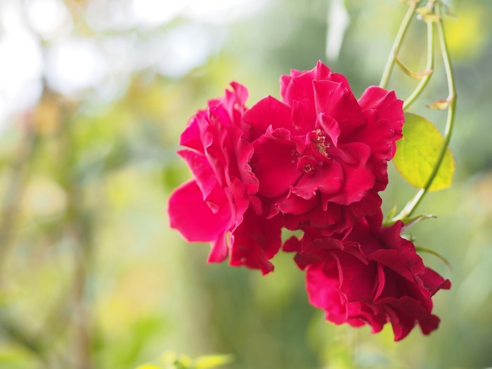 Close-up of red roses on a vine