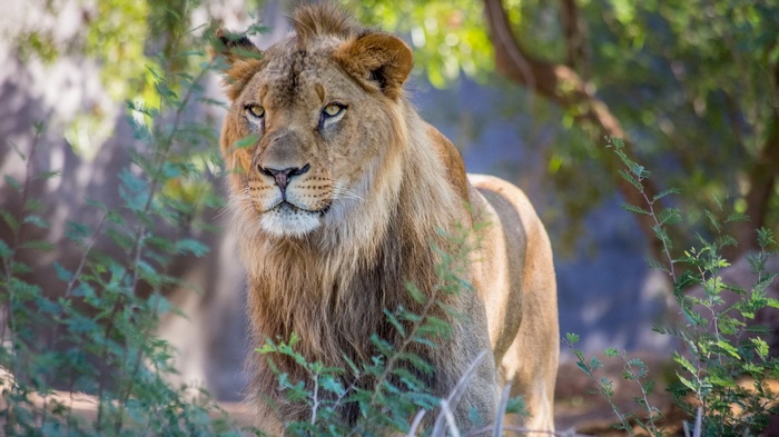 Lion with a mane in foliage