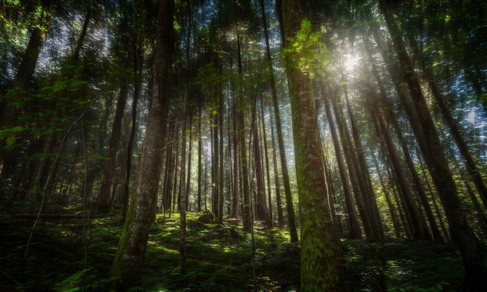 Sunlight filtering through a dense forest
