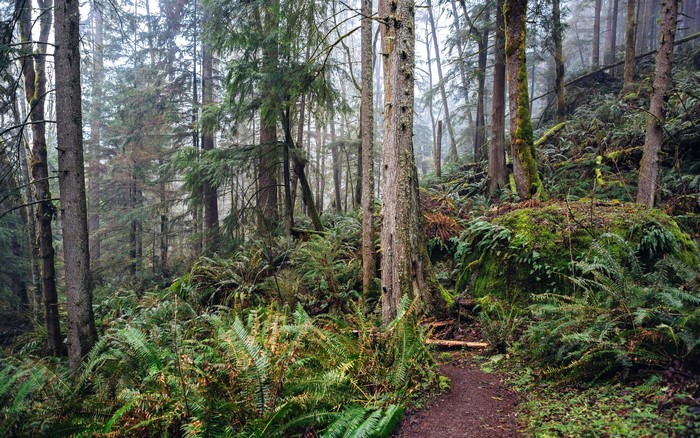 Forest path in Issaquah, Washington
