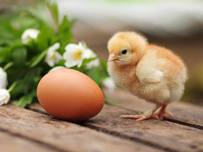 A chick and an egg on a wooden surface with flowers