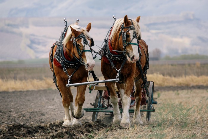 Two horses pulling a plow