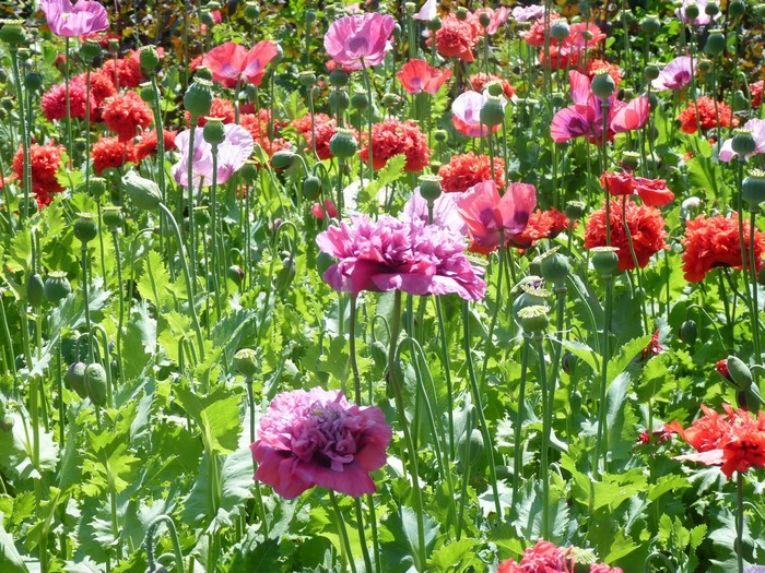 Field of colorful poppies in bloom