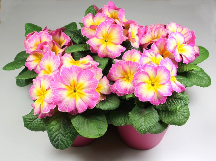 Vibrant Primula Flowers with Lush Green Leaves