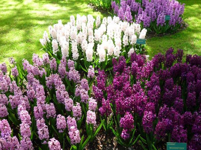 Hyacinths in Keukenhof Gardens, Netherlands
