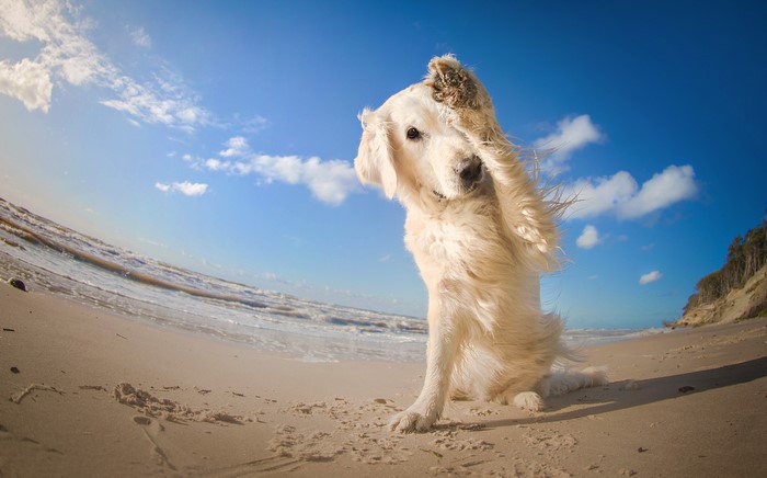 Golden Retriever dog on a sandy beach with blue sky
