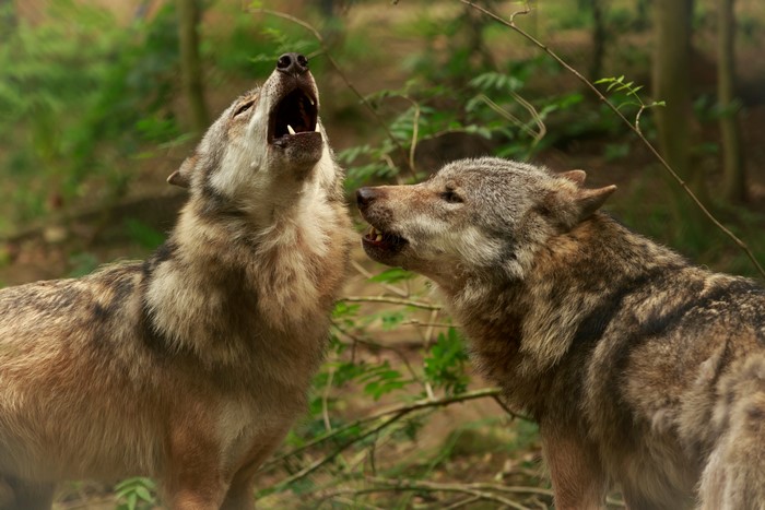 Two wolves howling in a forest