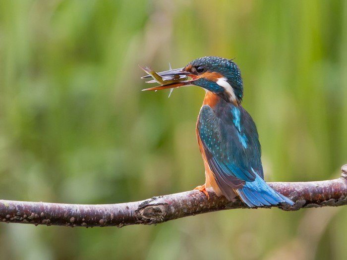 Common Kingfisher with a fish on a branch