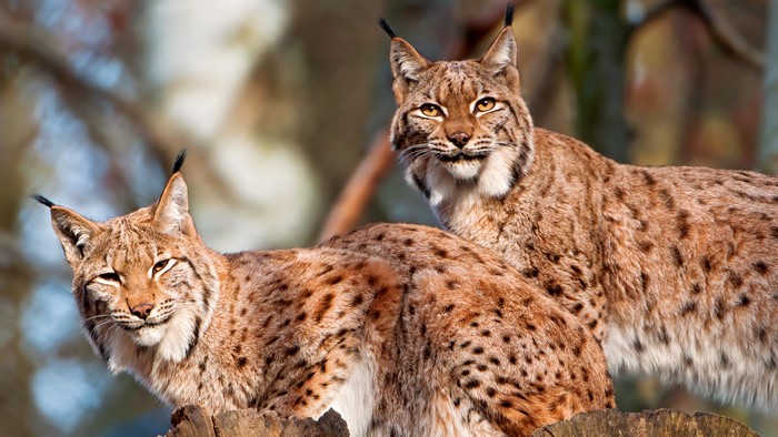 Two lynx with spotted fur in a forest setting