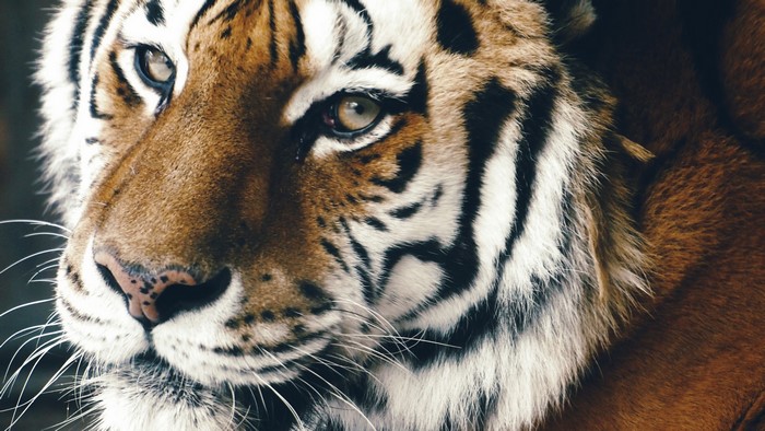 Close-up of a Tiger's Face