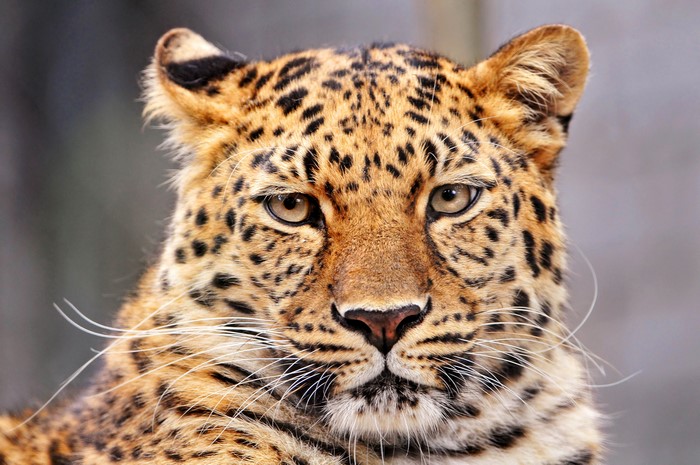 Close-up of a leopard's face
