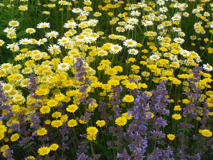 Field of Yellow and White Chamomile Flowers with Purple Flowers