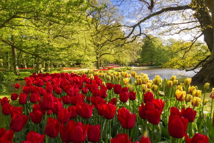 Red and yellow tulips in Keukenhof Gardens, Netherlands