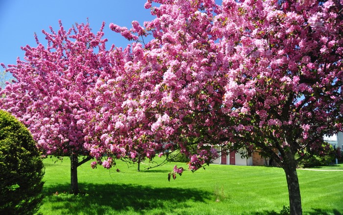 Flowering trees in bloom on a green lawn