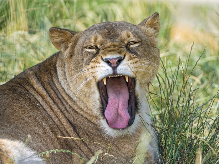 Lioness yawning with mouth wide open
