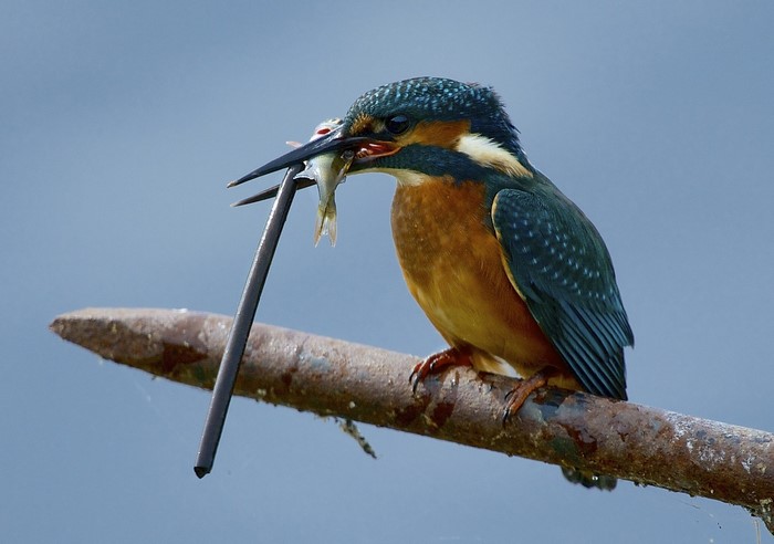 Common Kingfisher with a fish on a perch