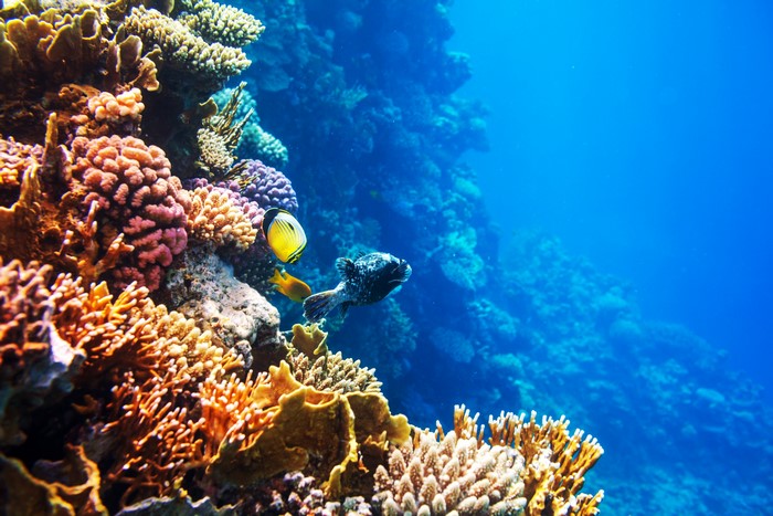 Underwater coral reef with fish