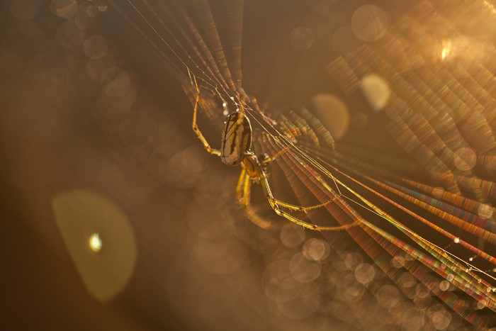Spider on a web with dew drops