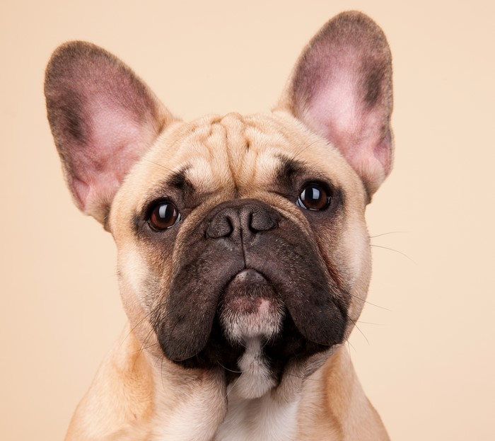 French Bulldog Portrait