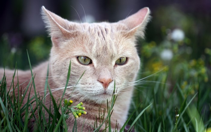 A ginger cat peeking through grass