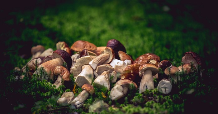 Pile of Porcini Mushrooms on Moss
