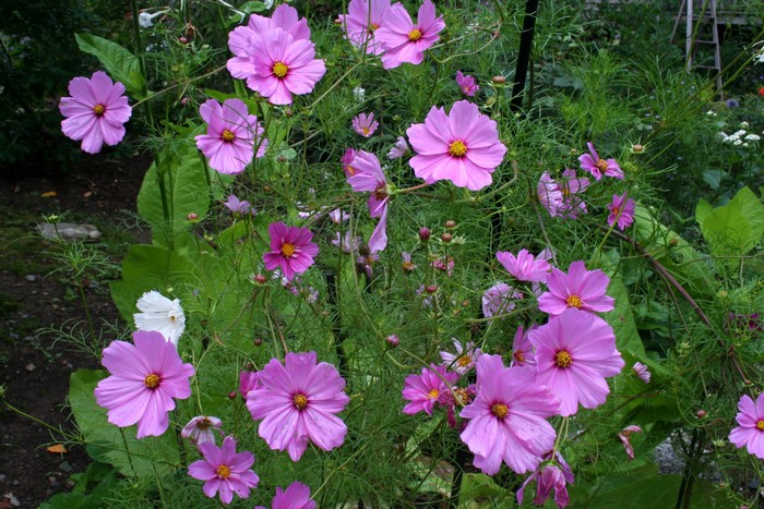 Pink Cosmos flowers in a garden