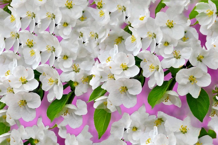 White apple blossoms with green leaves on pink background