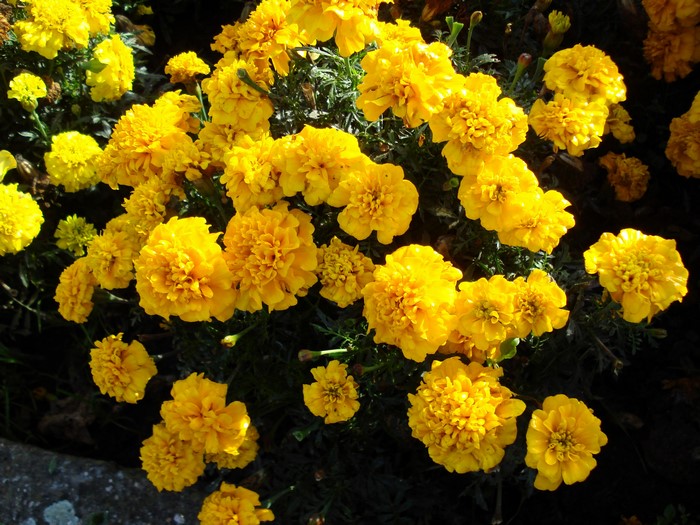 A cluster of bright yellow marigolds in full bloom.