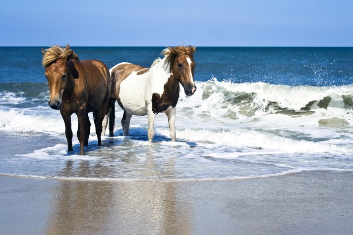 Two horses standing in the ocean waves on a beach