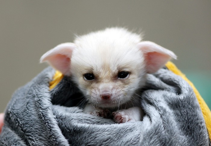Baby Fennec Fox wrapped in a blanket