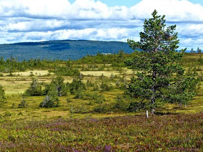 Pine tree in a Norwegian landscape with hills