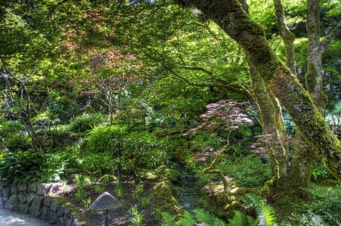 Mossy trees and plants in a garden