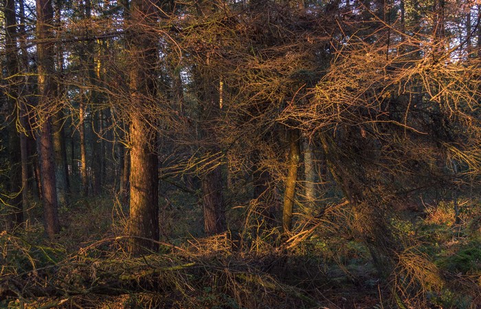 Forest with sunlit trees and branches