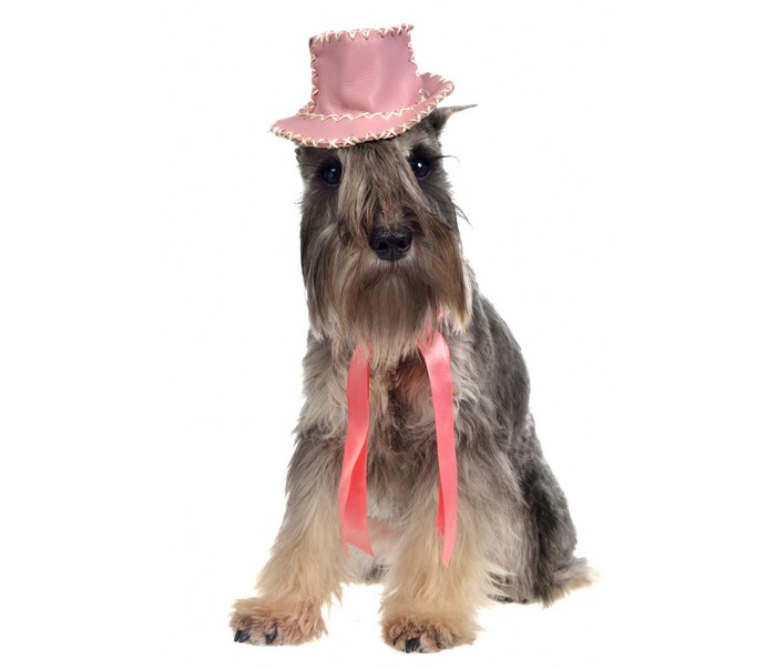 Schnauzer dog wearing a pink hat and ribbon
