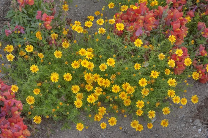 Yellow daisies and red snapdragons in a garden
