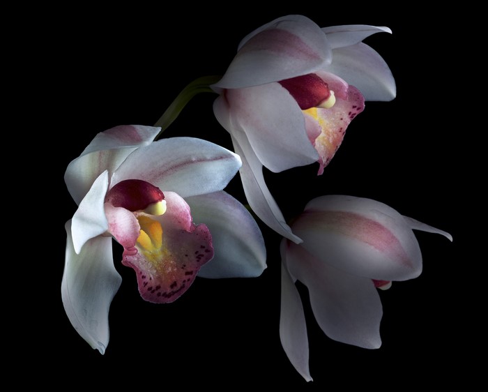 Three white and pink orchids on a black background