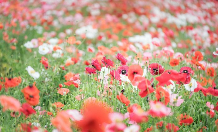 Field of colorful poppies in bloom