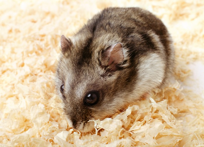 Hamster on wood shavings