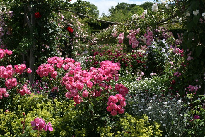 Rosemoor Gardens in the United Kingdom with many roses and shrubs