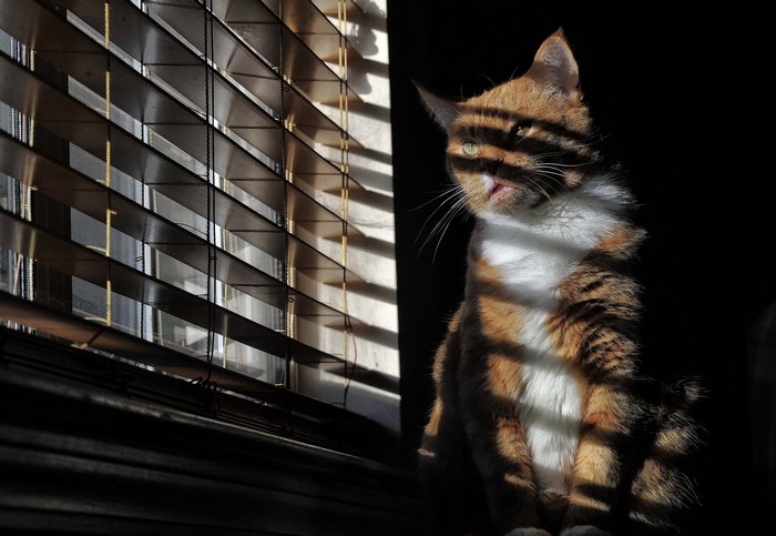 Cat sitting by a window with blinds