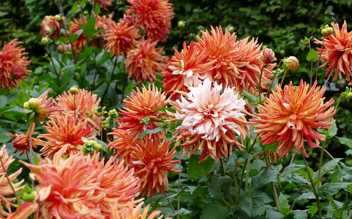 4K Dahlias Closeup