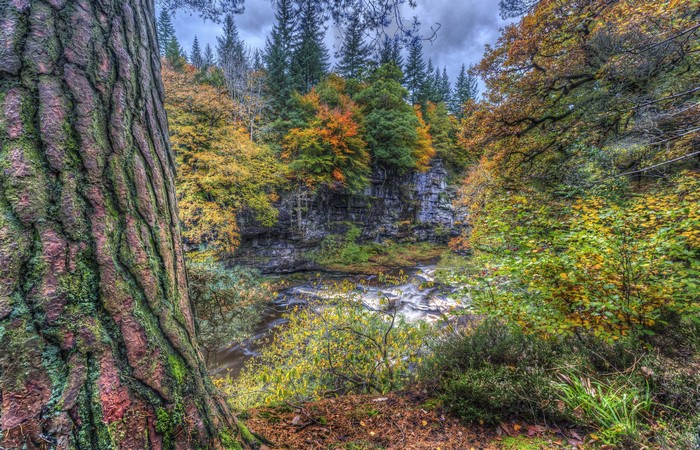 Autumn forest with river in Clyde Valley Woodlands, Scotland