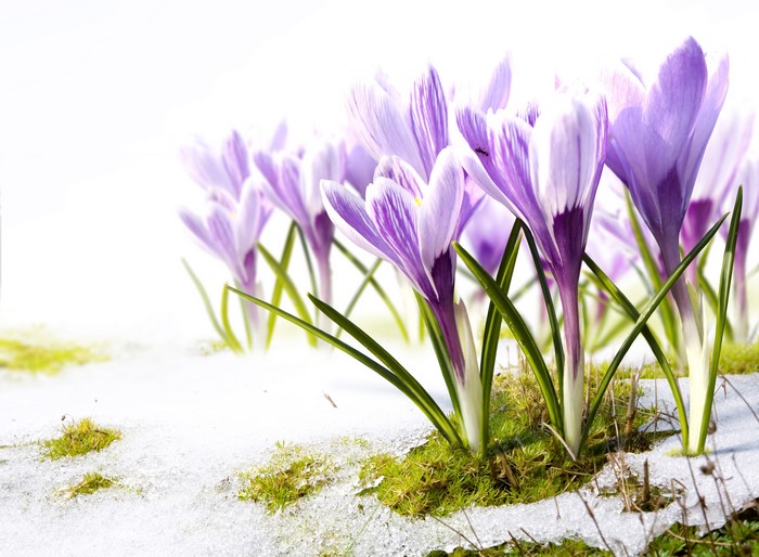Purple Crocuses Blooming in Snow