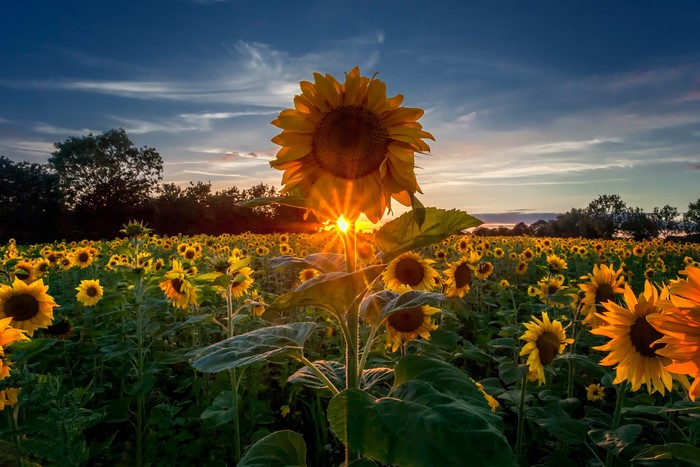 Sunflower field at sunset