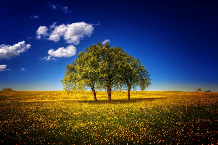 Field of yellow flowers with trees and blue sky