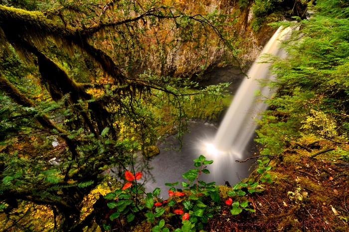 Waterfall in a mossy forest in Washington, USA