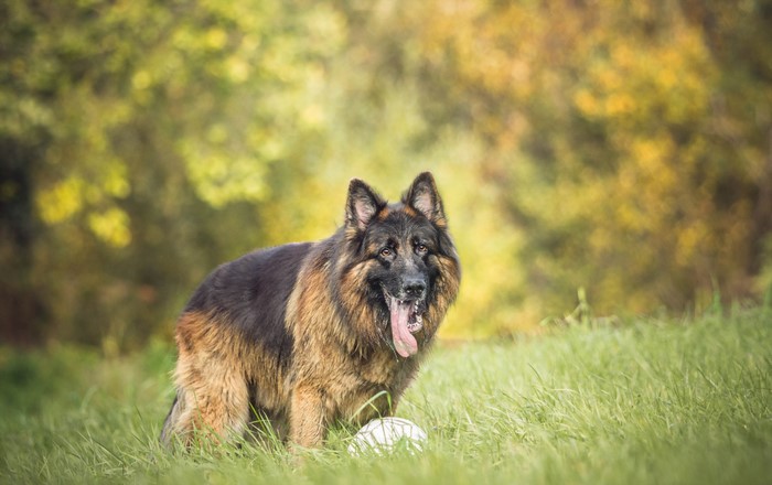 German Shepherd dog with a ball in the grass