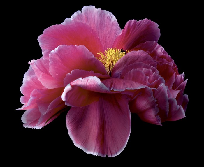 Close-up of a pink peony flower