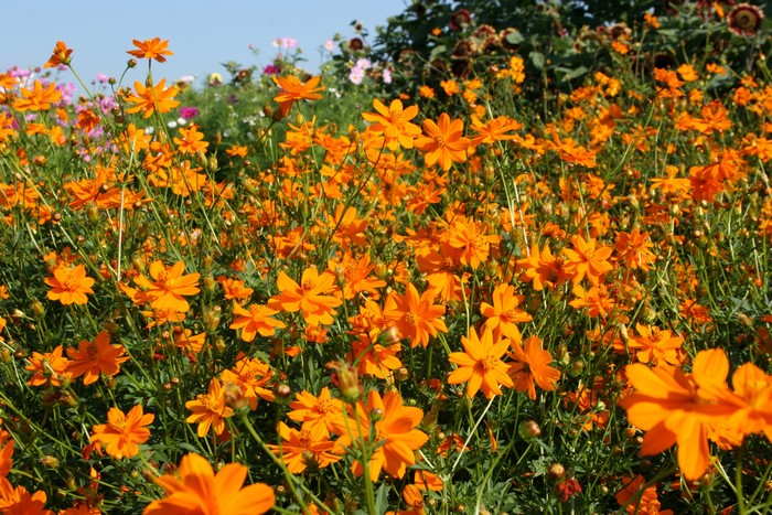 Field of Orange Cosmos Flowers